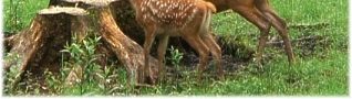 Wildbeobachtung - Alttier mit Kalb Wildbeobachtung - Alttier mit Kalb