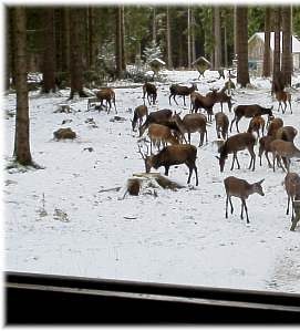 Wildbeobachtung - Winterrudel Wildbeobachtung - Winterrudel