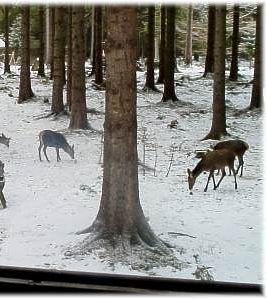 Wildbeobachtung - Winterrudel